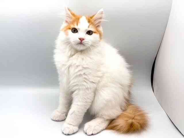 奈良県のサイベリアン (ひごペットフレンドリー田原本店/2026年1月2日生まれ/男の子/レッドホワイト)の子猫の2枚目の画像