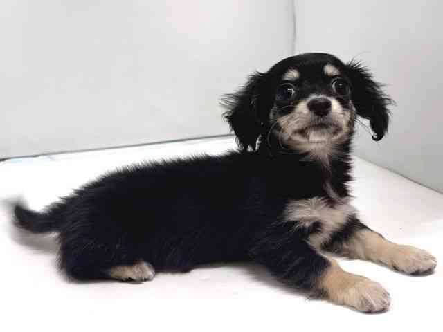 奈良県のチワックス(チワワ×ダックス) (ひごペットフレンドリー奈良パワーシティ店/2026年1月20日生まれ/女の子/ブラックイエロー)の子犬の2枚目の画像