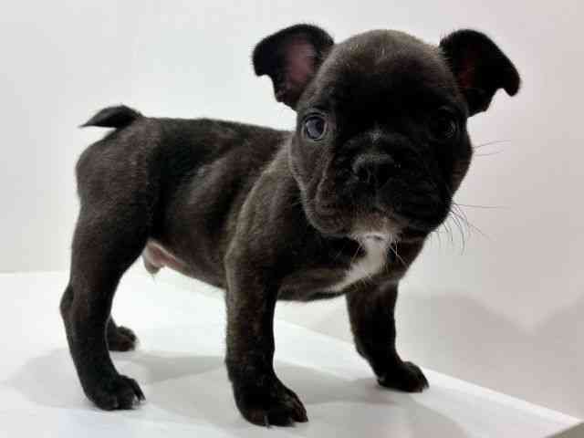 広島県のフレンチブルドッグ (ひごペットフレンドリーフジグラン神辺店/2026年1月24日生まれ/男の子/ブリンドル)の子犬の2枚目の画像