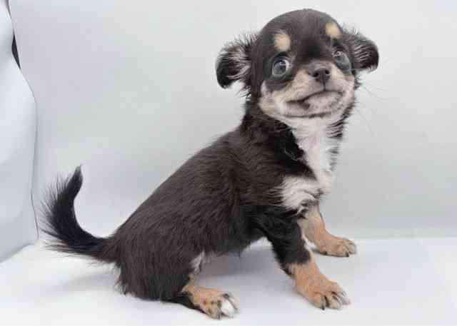 島根県のチワワ(ロング) (ひごペットフレンドリーイオン松江ショッピングセンター店/2026年1月16日生まれ/女の子/ブラックタンホワイト)の子犬の2枚目の画像