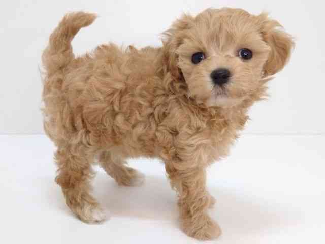 大阪府のマルプー(マルチーズ×プードル) (ひごペットフレンドリーいこらもーる泉佐野店/2026年1月24日生まれ/女の子/アプリコット)の子犬の2枚目の画像