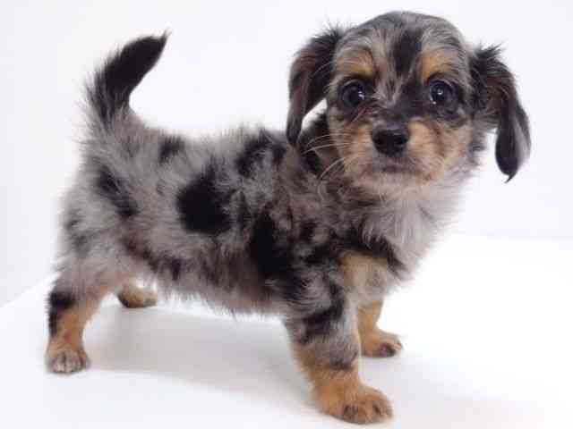 大阪府のチワックス(チワワ×ダックス) (ひごペットフレンドリーいこらもーる泉佐野店/2026年1月22日生まれ/男の子/シルバーダップル)の子犬の2枚目の画像