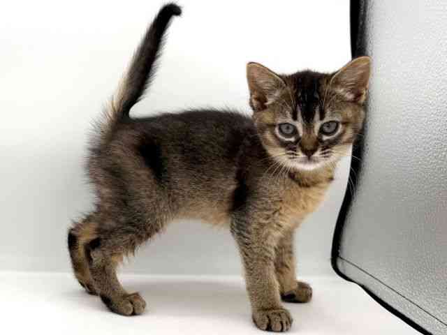 大阪府のハーフ犬・ミックス犬 (ひごペットフレンドリーイオンそよら海老江店/2026年1月23日生まれ/女の子/ルディ)の子猫の2枚目の画像