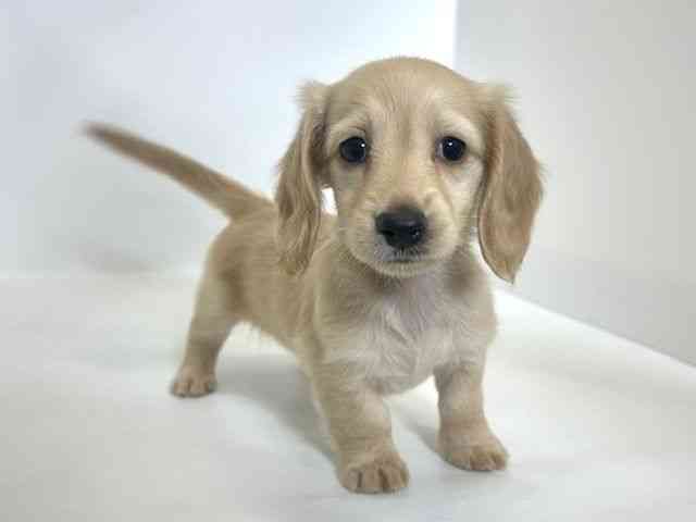 大阪府のミニチュアダックスフンド(ロング) (ひごペットフレンドリーアクロスプラザ住之江店/2026年1月25日生まれ/女の子/イエロー)の子犬の2枚目の画像