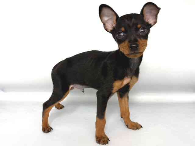 大阪府のミニチュアピンシャー (ひごペットフレンドリー岸和田店/2026年1月25日生まれ/男の子/ブラックタン)の子犬の2枚目の画像