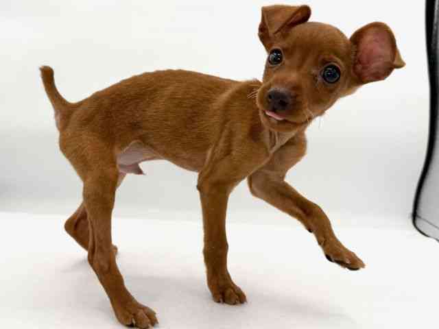 大阪府のミニチュアピンシャー (ひごペットフレンドリーイオンそよら海老江店/2026年1月25日生まれ/男の子/レッド)の子犬の2枚目の画像