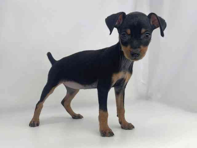 兵庫県のミニチュアピンシャー (ひごペットフレンドリーイオンタウン加古川店/2026年1月24日生まれ/女の子/ブラックタン)の子犬の2枚目の画像