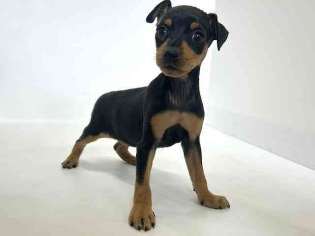 大阪府のミニチュアピンシャー (ひごペットフレンドリーアクロスプラザ住之江店/2026年1月24日生まれ/女の子/ブラックタン)の子犬の2枚目の画像