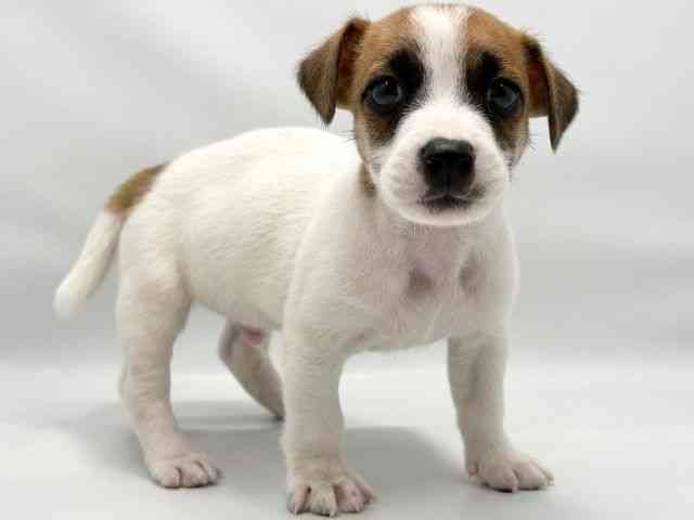 大阪府のジャックラッセルテリア (ひごペットフレンドリー東淀川店/2026年1月26日生まれ/男の子/ホワイトタン)の子犬の2枚目の画像