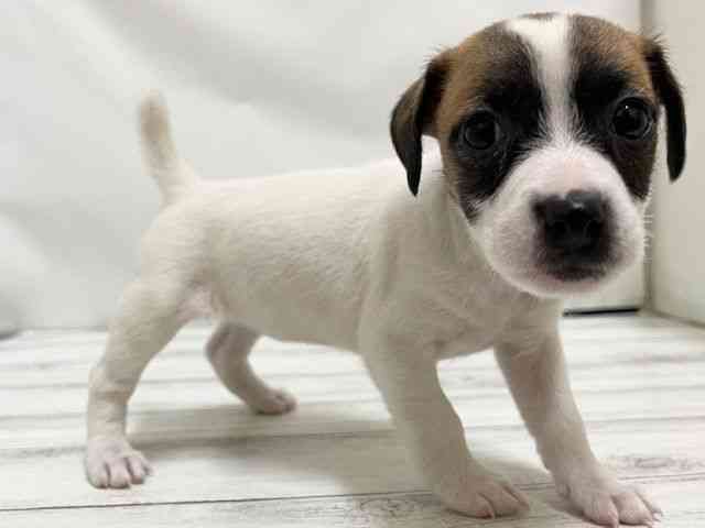 和歌山県のジャックラッセルテリア (ひごペットフレンドリーパームシティ和歌山店/2026年1月24日生まれ/女の子/ホワイトタン)の子犬の2枚目の画像