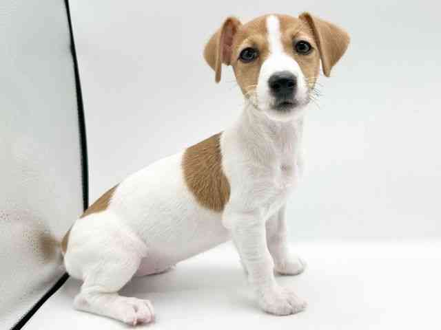 京都府のジャックラッセルテリア (ひごペットフレンドリーイオンモール高の原店/2026年1月24日生まれ/女の子/ホワイトタン)の子犬の2枚目の画像