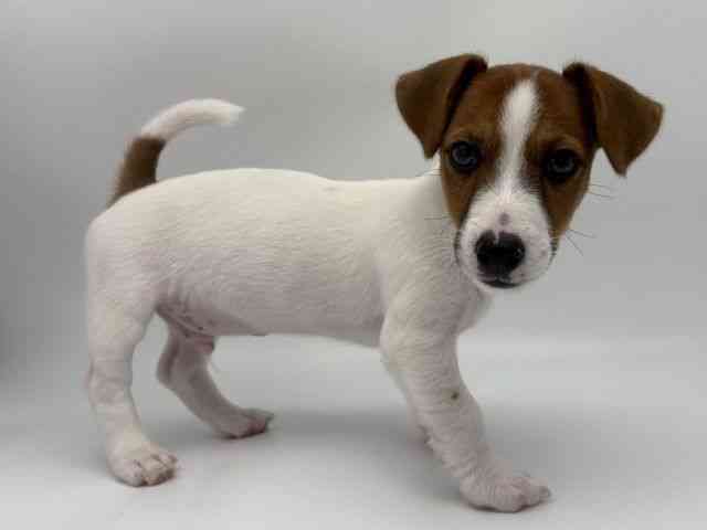 島根県のジャックラッセルテリア (ひごペットフレンドリーイオンモール出雲店/2026年1月24日生まれ/男の子/ホワイトタン)の子犬の2枚目の画像