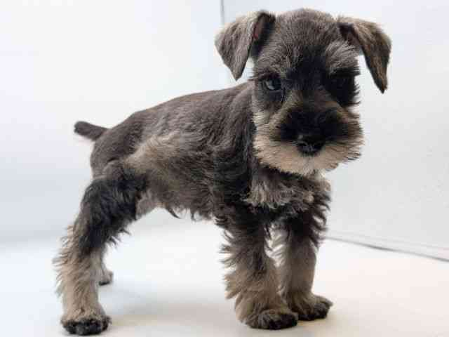 香川県のミニチュアシュナウザー (ひごペットフレンドリーゆめタウン高松店/2026年1月24日生まれ/男の子/ソルトペッパー)の子犬の2枚目の画像