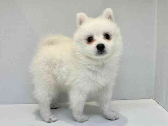 大阪府の日本スピッツ (ひごペットフレンドリーセブンパーク天美店/2026年1月25日生まれ/男の子/ホワイト)の子犬の2枚目の画像