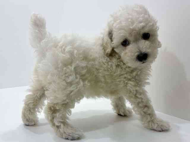 広島県のトイプードル(トイ) (ひごペットフレンドリーフジグラン神辺店/2026年1月24日生まれ/女の子/ホワイト)の子犬の2枚目の画像