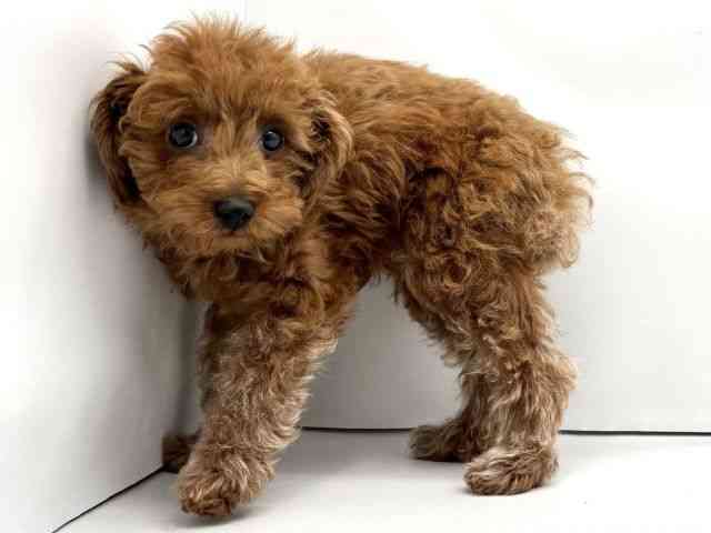 兵庫県のトイプードル(トイ) (ひごペットフレンドリークラウンパーク伊丹店/2026年1月25日生まれ/女の子/レッドフォーン)の子犬の2枚目の画像