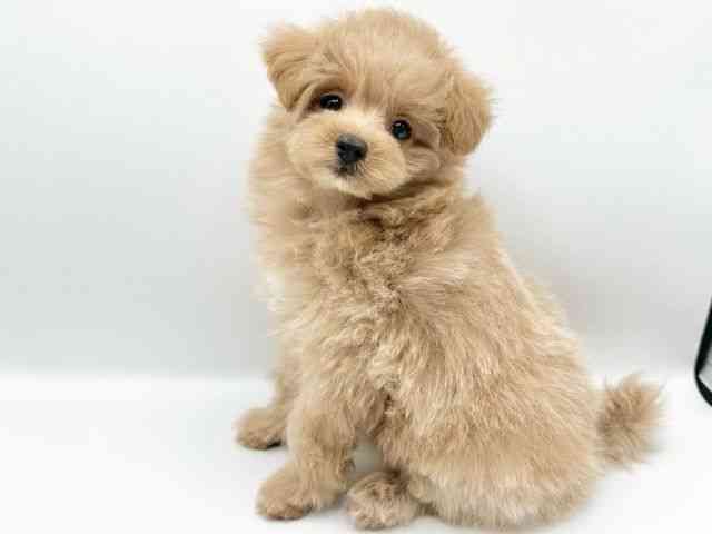 京都府のポメプー(ポメラニアン×プードル) (ひごペットフレンドリーイオンモール高の原店/2026年1月26日生まれ/女の子/アプリコット)の子犬の2枚目の画像