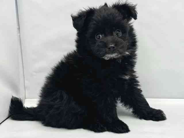 大阪府のポメプー(ポメラニアン×プードル) (ひごペットフレンドリーイトーヨーカドー津久野店/2026年1月26日生まれ/男の子/ブラック)の子犬の2枚目の画像
