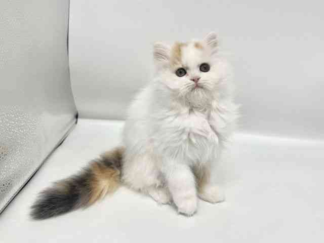 大阪府のスコティッシュフォールド (ひごペットフレンドリーイオンタウン豊中庄内店/2026年1月25日生まれ/女の子/ブラウンパッチドタビーホワイト)の子猫の2枚目の画像