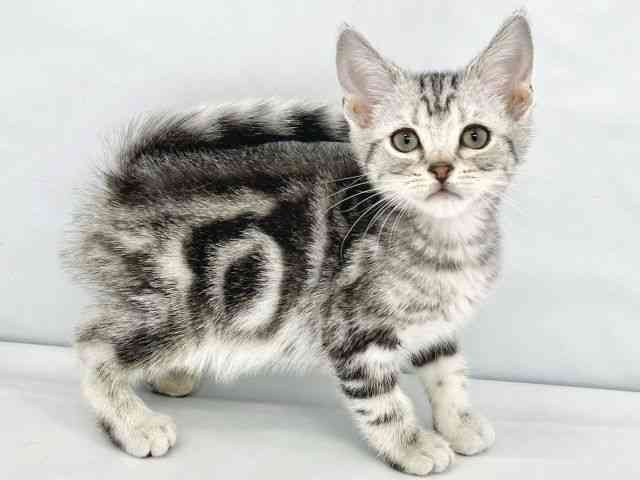 大阪府のアメリカンショートヘアー (ひごペットフレンドリーイトーヨーカドー津久野店/2026年1月25日生まれ/男の子/シルバータビー)の子猫の2枚目の画像