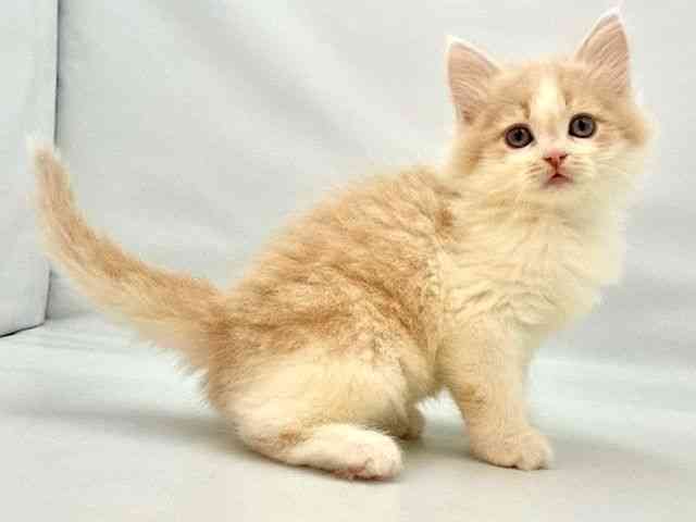 大阪府のラガマフィン (ひごペットフレンドリー東淀川店/2026年1月25日生まれ/男の子/クリームホワイト)の子猫の2枚目の画像