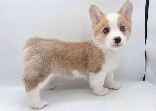 島根県のウェルシュコーギーペンブローク (ひごペットフレンドリーイオン松江ショッピングセンター店/2026年1月25日生まれ/女の子/レッドホワイト)の子犬の2枚目の画像