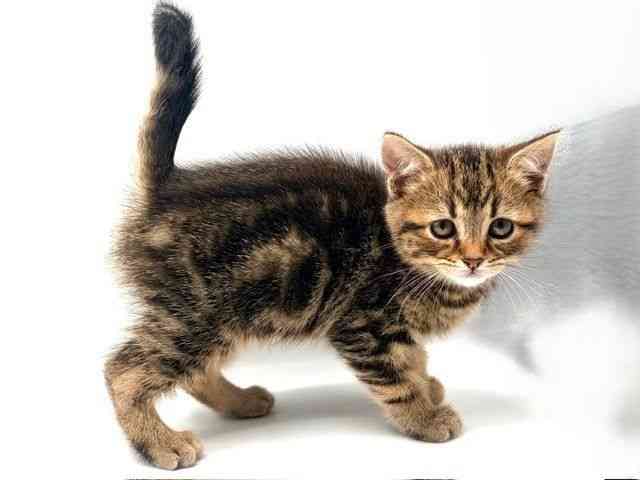 愛知県のスコティッシュフォールド (ひごペットフレンドリープライムツリー赤池店/2026年1月24日生まれ/男の子/ブラウンタビー)の子猫の2枚目の画像