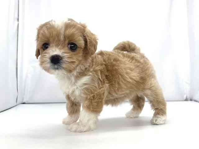 兵庫県のマルプー(マルチーズ×プードル) (ひごペットフレンドリーイオンタウン加古川店/2026年1月25日生まれ/女の子/フォーンホワイト)の子犬の2枚目の画像