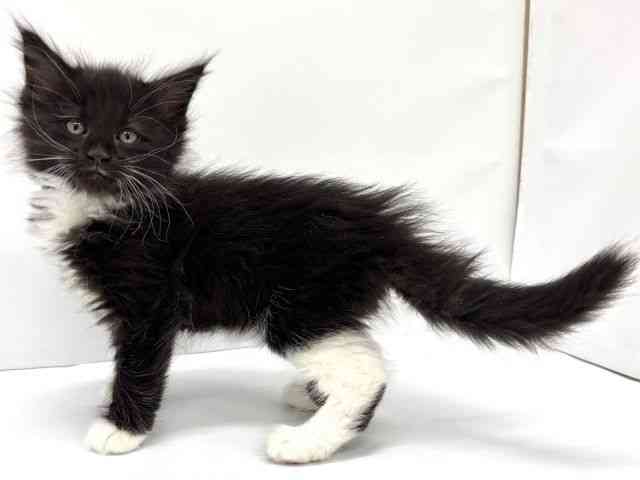 大阪府のメインクーン (ひごペットフレンドリーイオンタウン茨木太田店/2026年1月24日生まれ/女の子/ブラックホワイト)の子猫の2枚目の画像