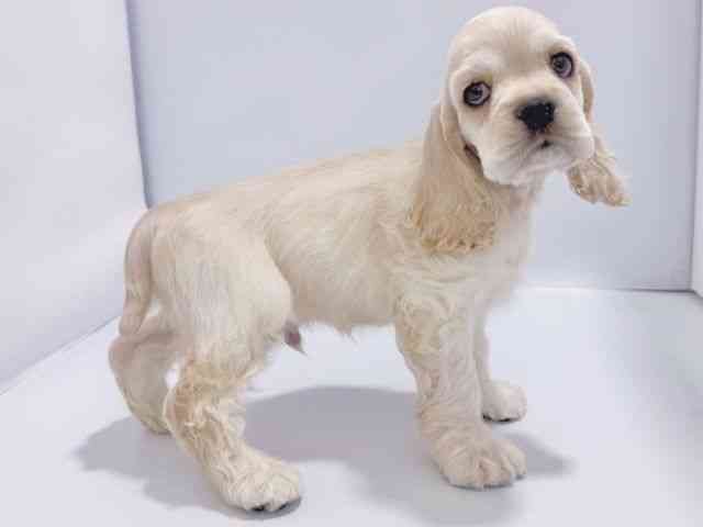 大阪府のアメリカンコッカースパニエル (ひごペットフレンドリーイズミヤショッピングセンター千里丘店/2026年1月24日生まれ/男の子/バフ)の子犬の2枚目の画像