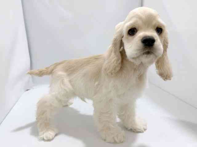 大阪府のアメリカンコッカースパニエル (ひごペットフレンドリーイズミヤショッピングセンター千里丘店/2026年1月24日生まれ/男の子/バフ)の子犬の2枚目の画像