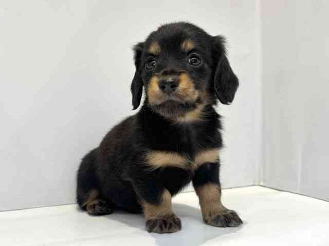 大阪府のカニンヘンダックスフンド(ロング) (ひごペットフレンドリーセブンパーク天美店/2026年1月24日生まれ/女の子/ブラックタン)の子犬の2枚目の画像