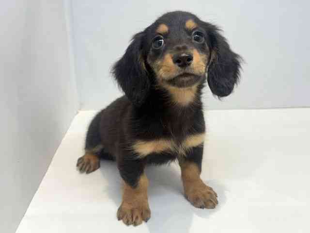 大阪府のカニンヘンダックスフンド(ロング) (ひごペットフレンドリーセブンパーク天美店/2026年1月24日生まれ/女の子/ブラックタン)の子犬の2枚目の画像