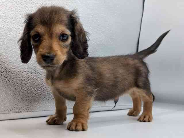 香川県のミニチュアダックスフンド(ロング) (ひごペットフレンドリーゆめタウン高松店/2026年1月25日生まれ/男の子/シェーデットイエロー)の子犬の2枚目の画像