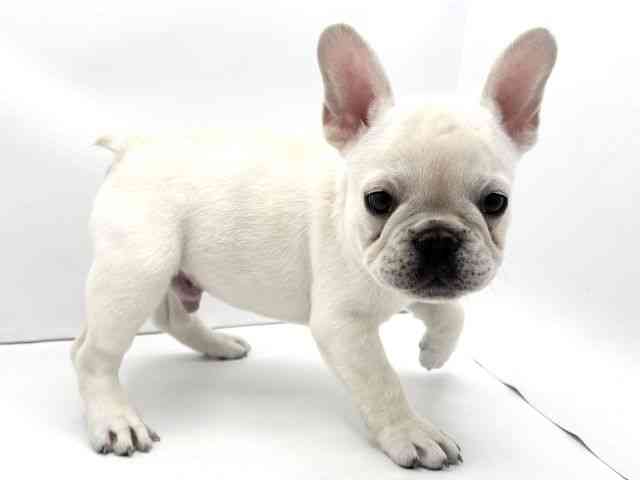 兵庫県のフレンチブルドッグ (ひごペットフレンドリークラウンパーク伊丹店/2026年1月24日生まれ/男の子/クリーム)の子犬の2枚目の画像