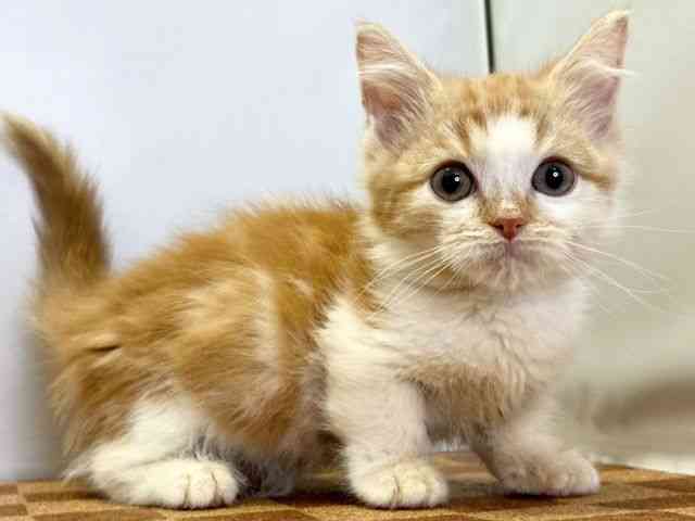 愛媛県のミヌエット (ひごペットフレンドリーエミフルMASAKI店/2026年1月24日生まれ/男の子/レッドタビーホワイト)の子猫の2枚目の画像