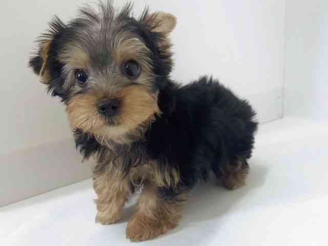 大阪府のヨークシャーテリア (ひごペットフレンドリーアクロスプラザ住之江店/2026年1月27日生まれ/男の子/スチールブルータン)の子犬の2枚目の画像