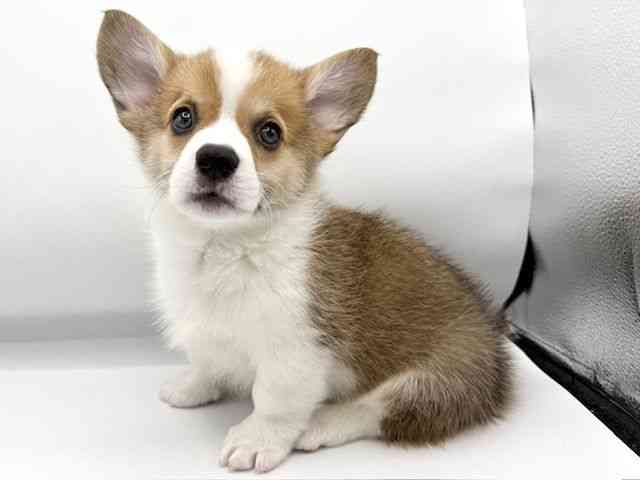 大阪府のウェルシュコーギーペンブローク (ひごペットフレンドリーららぽーとEXPOCITY店/2026年1月25日生まれ/男の子/レッドホワイト)の子犬の2枚目の画像