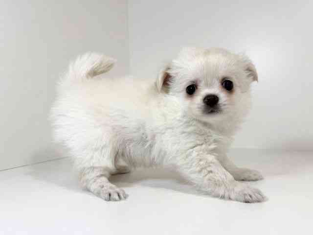 兵庫県のチワワ(ロング) (ひごペットフレンドリーイトーヨーカドー明石店/2026年1月26日生まれ/女の子/クリーム)の子犬の2枚目の画像