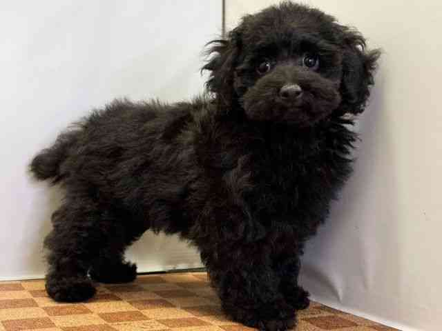 愛媛県のトイプードル(トイ) (ひごペットフレンドリーエミフルMASAKI店/2026年1月26日生まれ/男の子/ブラック)の子犬の2枚目の画像