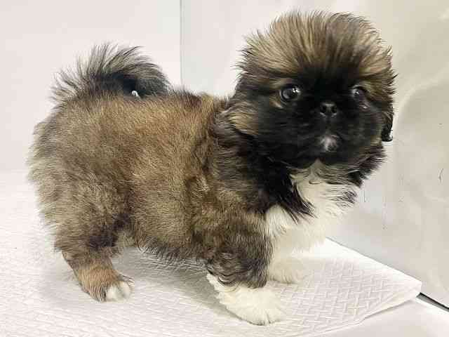 高知県のペキニーズ (ひごペットフレンドリーイオンモール高知店/2026年1月24日生まれ/男の子/フォーンホワイト)の子犬の2枚目の画像