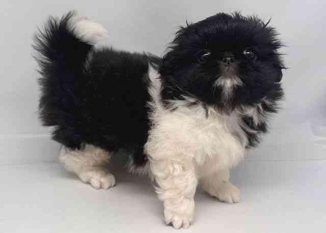 鳥取県のペキニーズ (ひごペットフレンドリーイオンモール鳥取北店/2026年1月26日生まれ/男の子/ブラックホワイト)の子犬の2枚目の画像