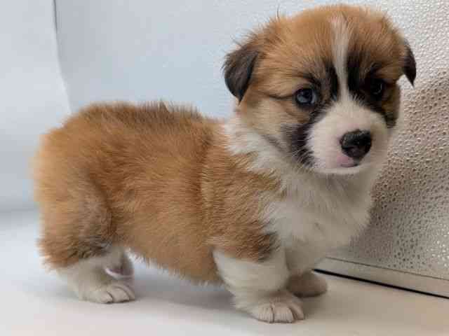 香川県のウェルシュコーギーペンブローク (ひごペットフレンドリーゆめタウン高松店/2026年1月25日生まれ/女の子/レッドホワイト)の子犬の2枚目の画像