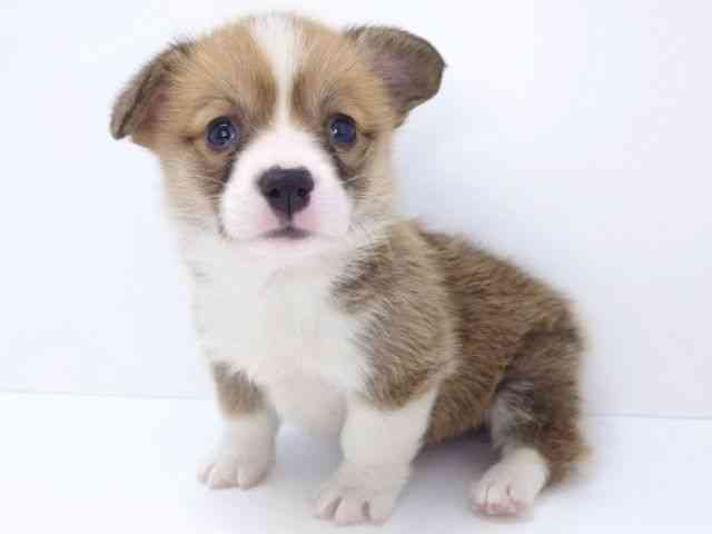 大阪府のウェルシュコーギーペンブローク (ひごペットフレンドリーいこらもーる泉佐野店/2026年1月24日生まれ/女の子/レッドホワイト)の子犬の2枚目の画像