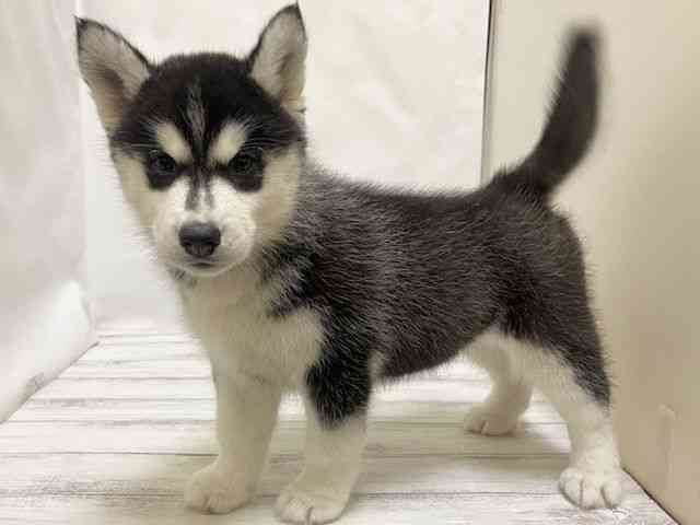 和歌山県のシベリアンハスキー (ひごペットフレンドリーパームシティ和歌山店/2026年1月26日生まれ/女の子/ブラックホワイト)の子犬の2枚目の画像