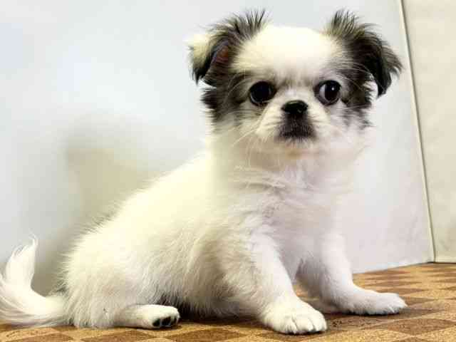 愛媛県のチワペキ/ペキチー/ペキチワ(チワワ×ペキニーズ) (ひごペットフレンドリーエミフルMASAKI店/2026年1月24日生まれ/女の子/パーティーカラー)の子犬の2枚目の画像