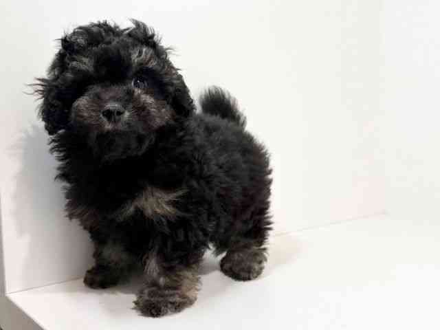 兵庫県のトイプードル(トイ) (ひごペットフレンドリーイトーヨーカドー明石店/2026年1月19日生まれ/男の子/ブラックタン)の子犬の2枚目の画像