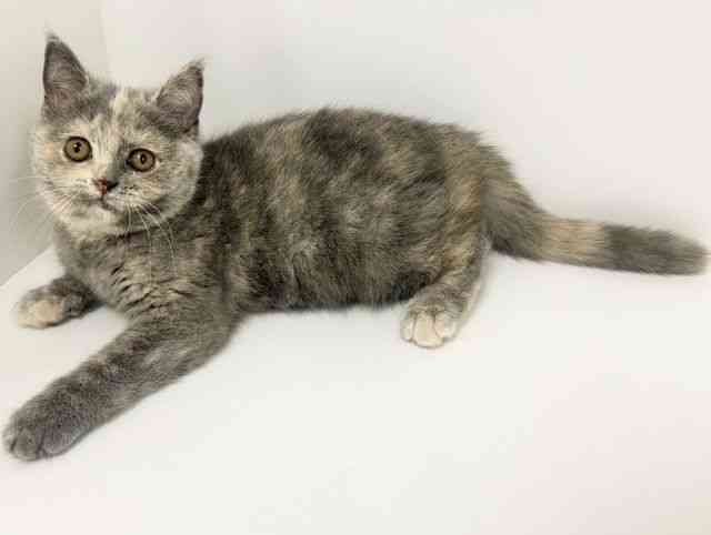 愛知県のブリティッシュショートヘアー (ひごペットフレンドリーイトーヨーカドー知多店/2026年1月23日生まれ/女の子/ブルークリーム)の子猫の2枚目の画像