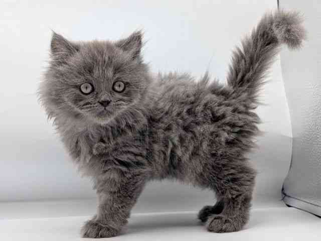 香川県のミヌエット (ひごペットフレンドリーゆめタウン高松店/2026年1月11日生まれ/男の子/ブルー)の子猫の2枚目の画像