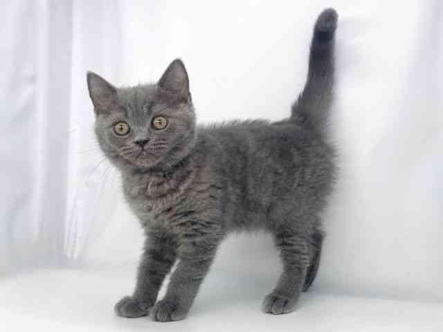 兵庫県のブリティッシュショートヘアー (ひごペットフレンドリーイオンタウン加古川店/2026年1月29日生まれ/男の子/ブルー)の子猫の2枚目の画像